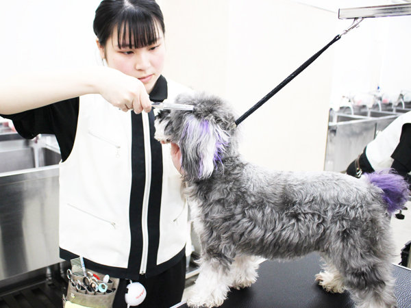 モデル犬とトリミング実習！
